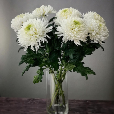 Хризантема одноголовая белая N 18