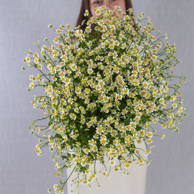 Букет из 25 мелких кустовых ромашек танацетумов 50582